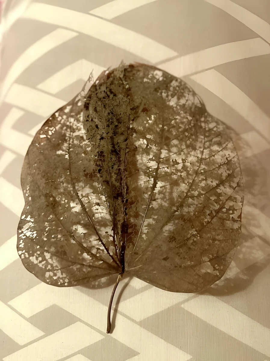 A Laced Leaf like Tree, Photograph - Photo by Dora Ybarra