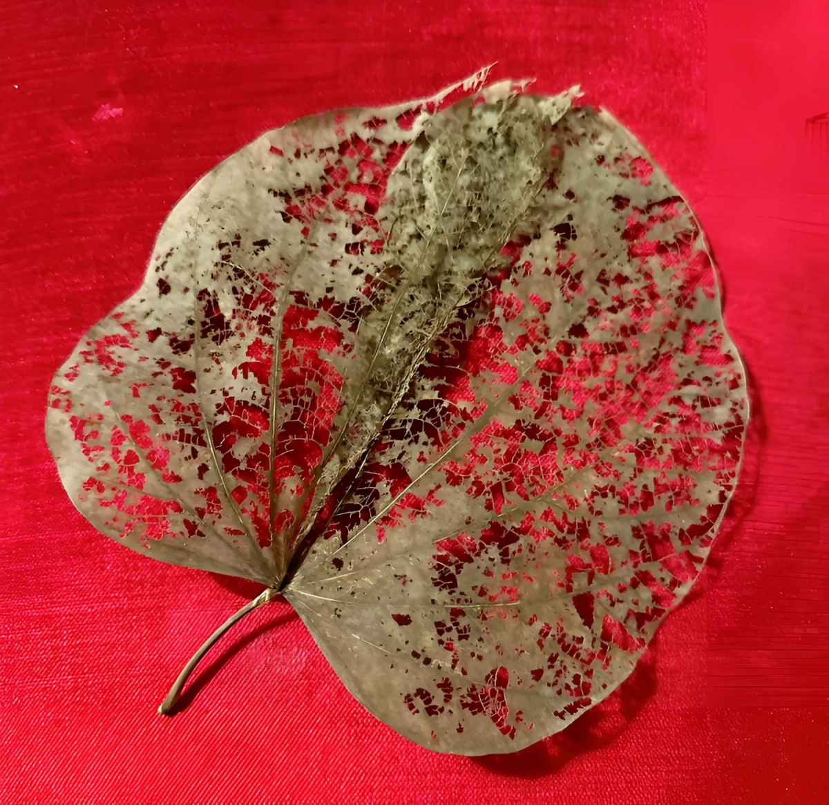 Beautiful Dried Orchid Leaf, Photograph - Photo by Dora Ybarra