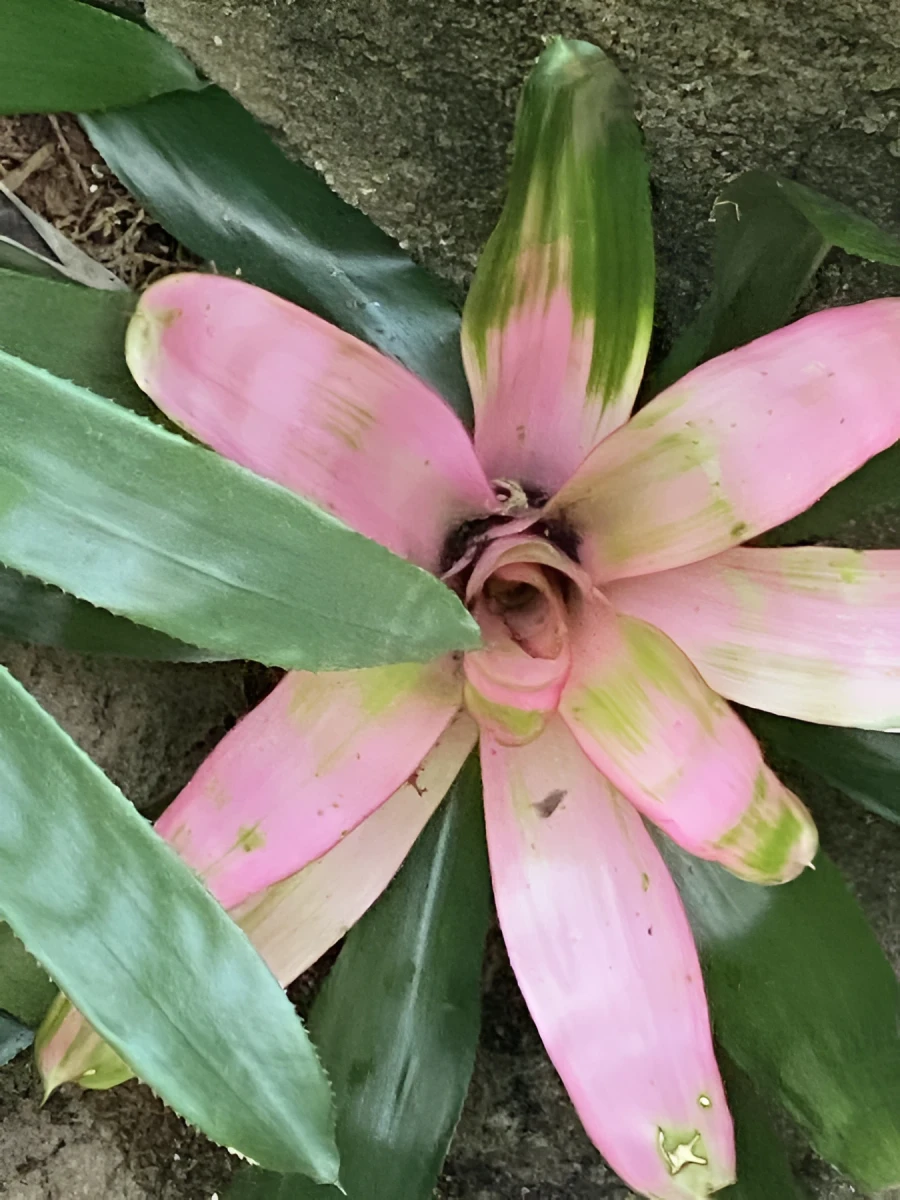 Beautiful Garden Flower, Photograph - Photo by Dora Ybarra