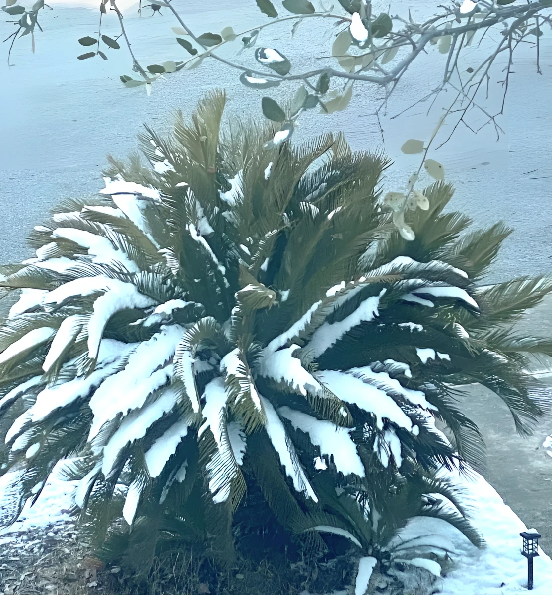 Beautiful Snowy Palm, Photograph - Photo by Dora Ybarra