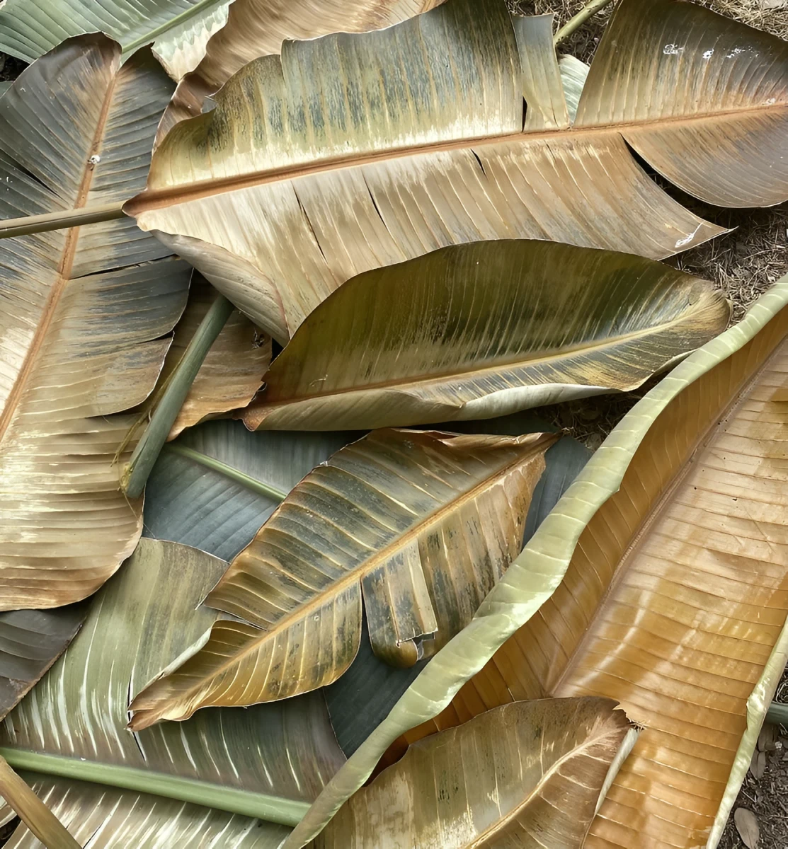 Beautifully Bruised, Photograph - Photo by Dora Ybarra