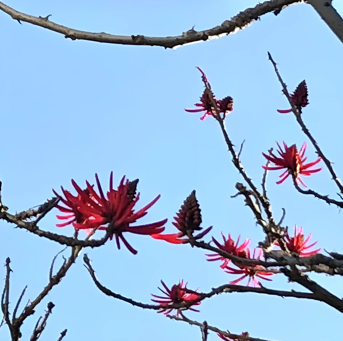 Blossoms of Beauty, Photograph - Photo by Dora Ybarra