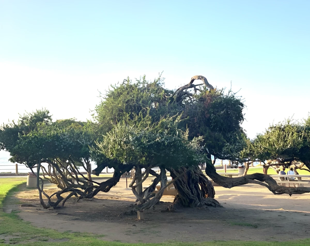 Branch Out, Photograph - Photo by Dora Ybarra
