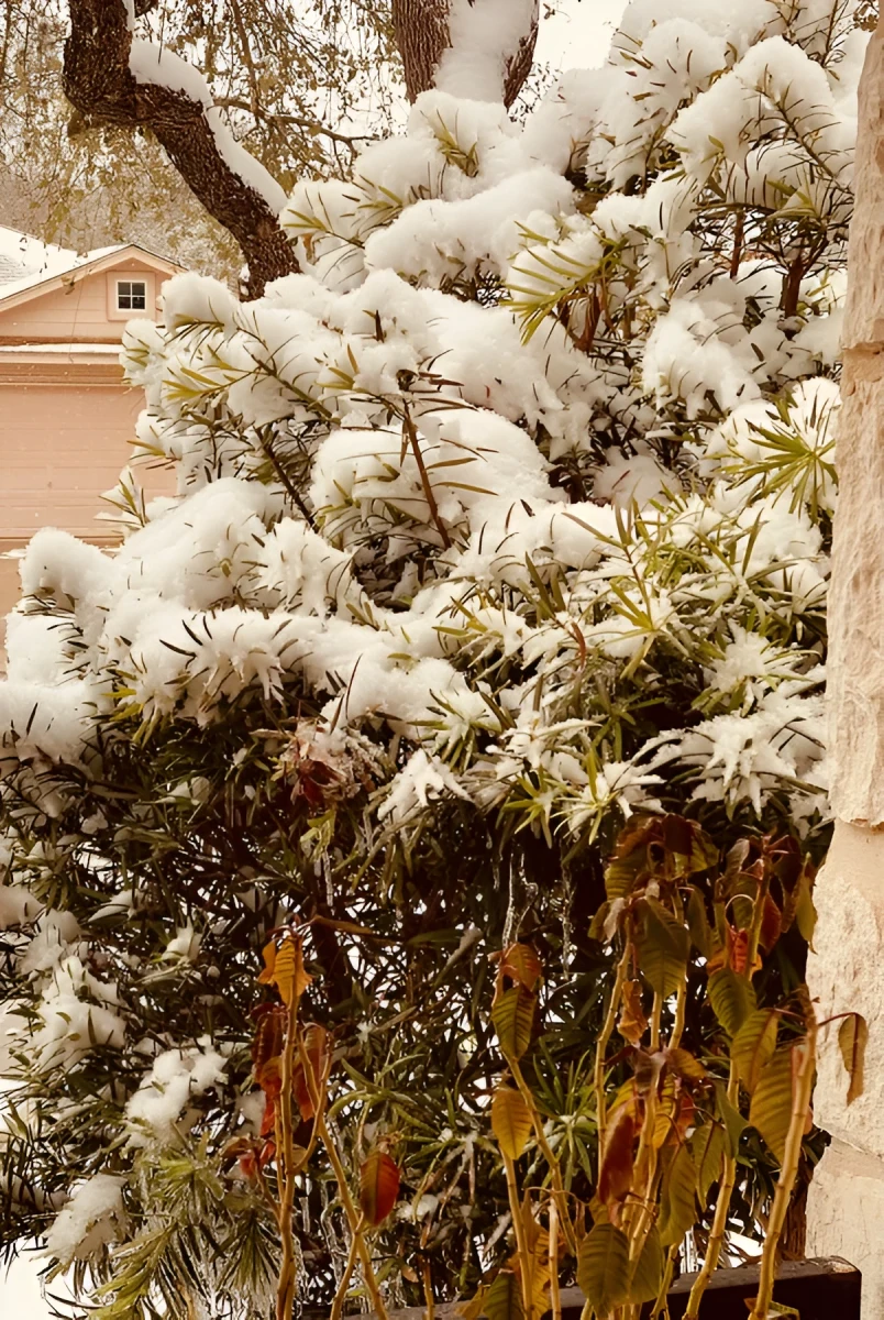 Brilliant Icicles, Photograph - Photo by Dora Ybarra