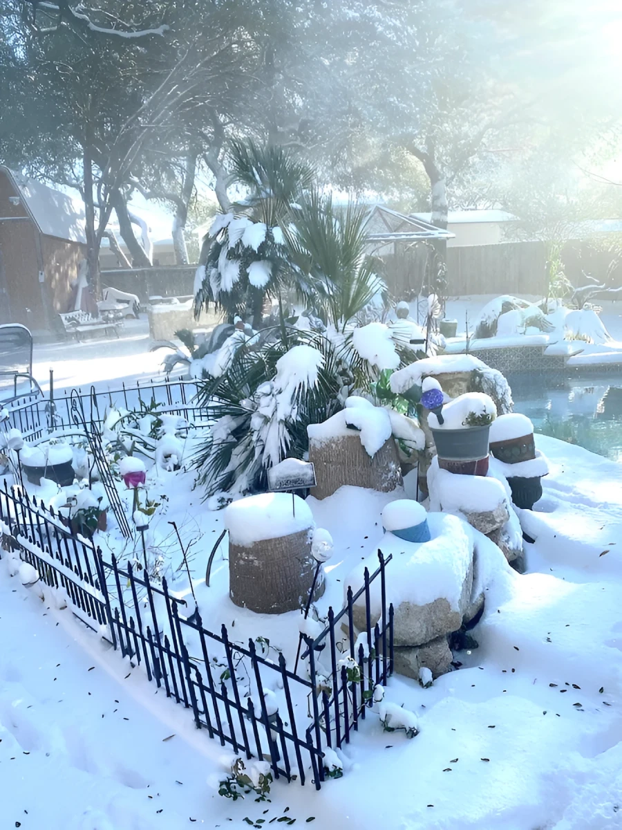 Christmas Palm Tree, Photograph - Photo by Dora Ybarra