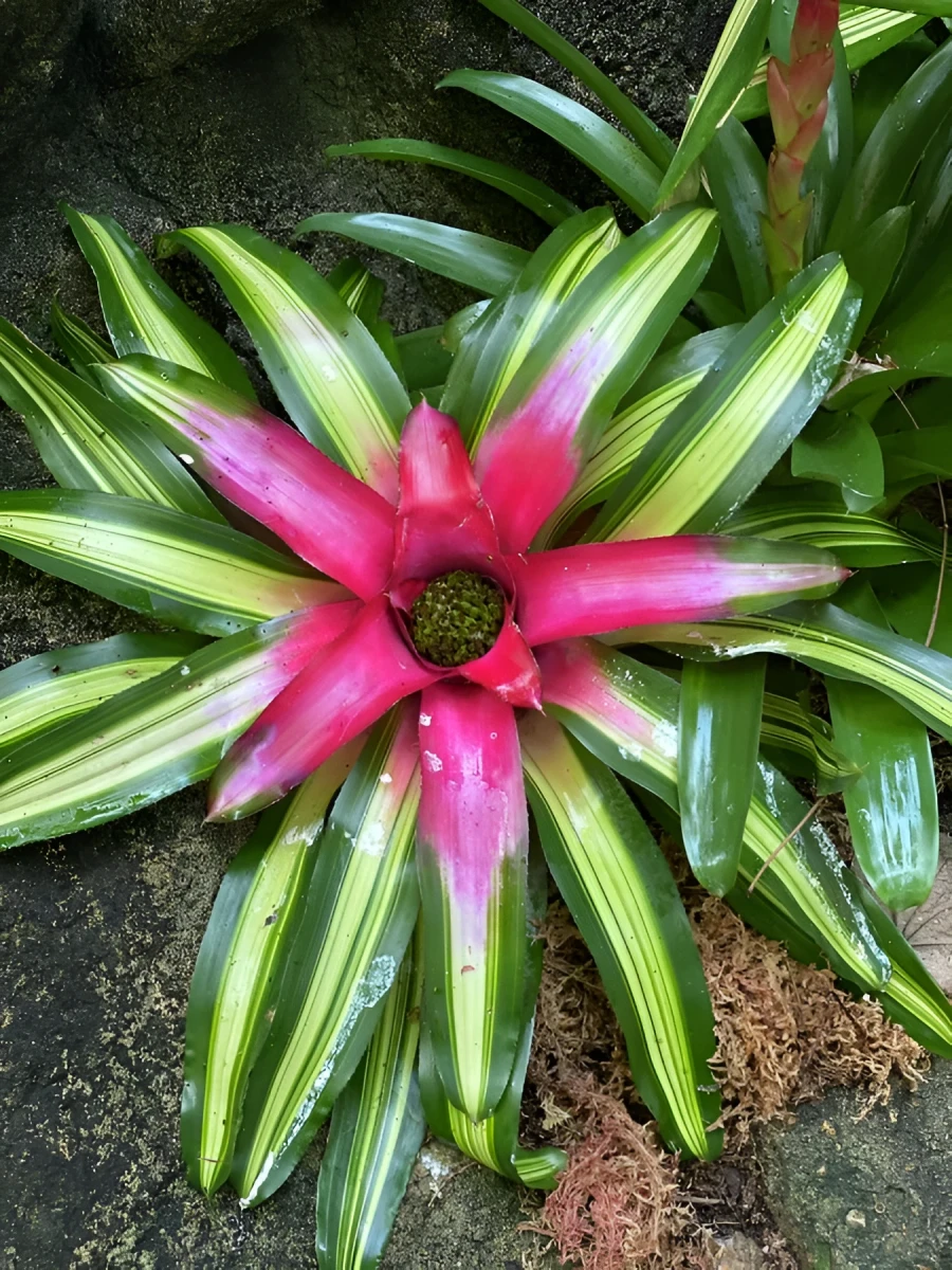 Flower in Bloom, Photograph - Photo by Dora Ybarra