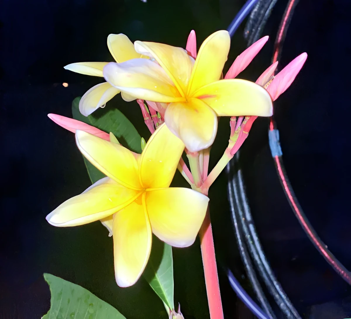 Glowing Hawaiian Lei In The Night, Photograph - Photo by Dora Ybarra