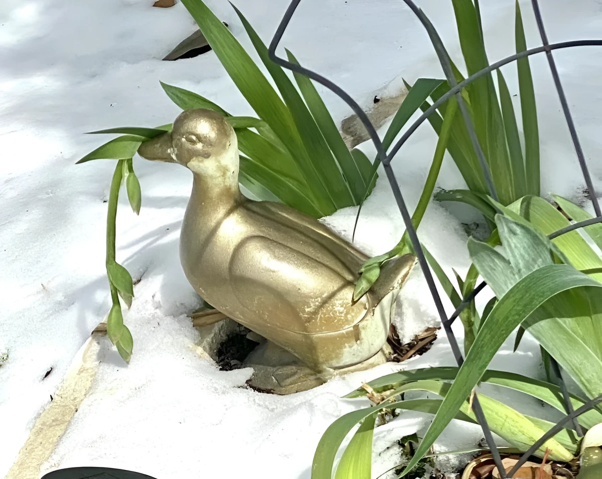 Golden Duck, Photograph - Photo by Dora Ybarra