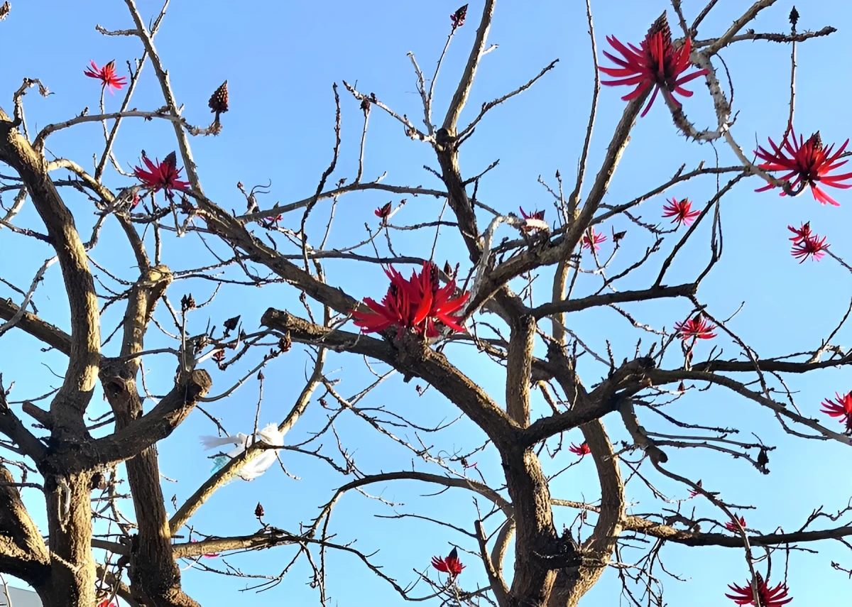 Growing Strong, Photograph - Photo by Dora Ybarra