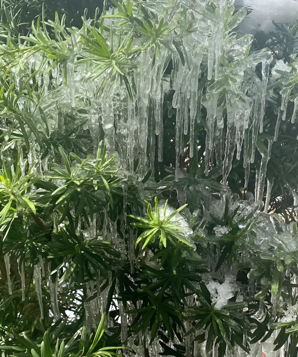 Icicles of Love, Photograph - Photo by Dora Ybarra