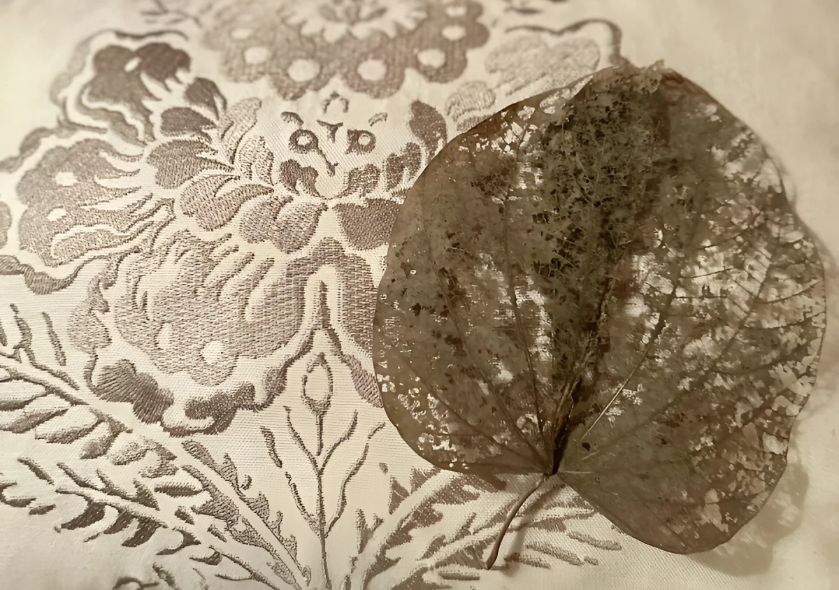 Laced Beauty of A Dry Orchid Leaf, Photograph - Photography by Dora Ybarra