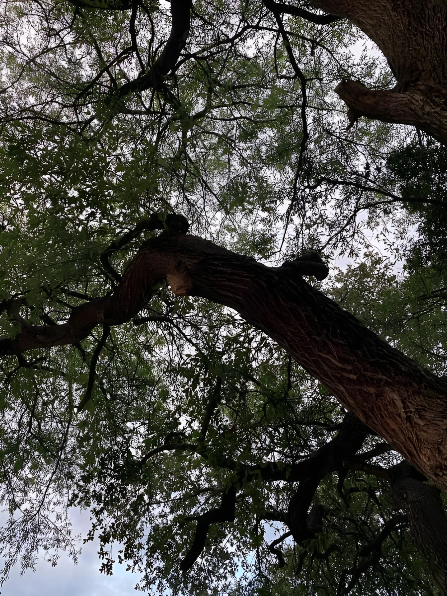 Nature at its Finest, Photograph - Photo by Dora Ybarra
