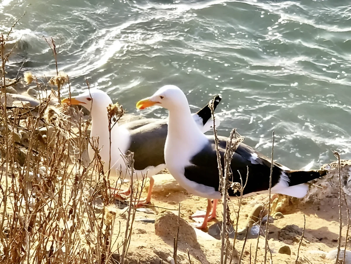 Poised Birds, Photograph - Photo by Dora Ybarra