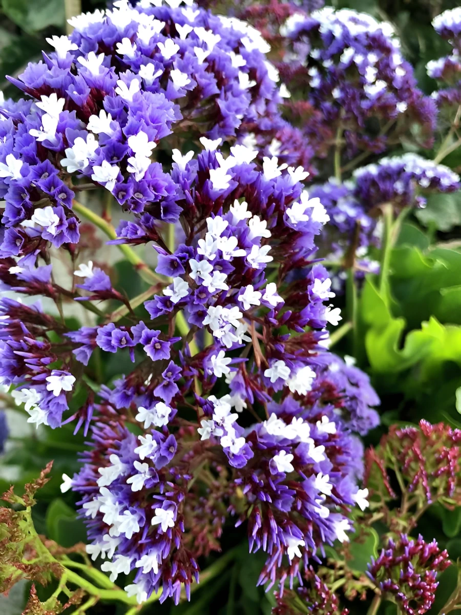 Purple Love, Photograph - Photo by Dora Ybarra