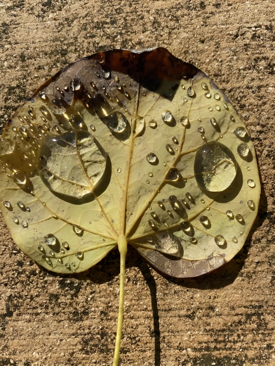 Reflection, Photograph - Photo by Dora Ybarra