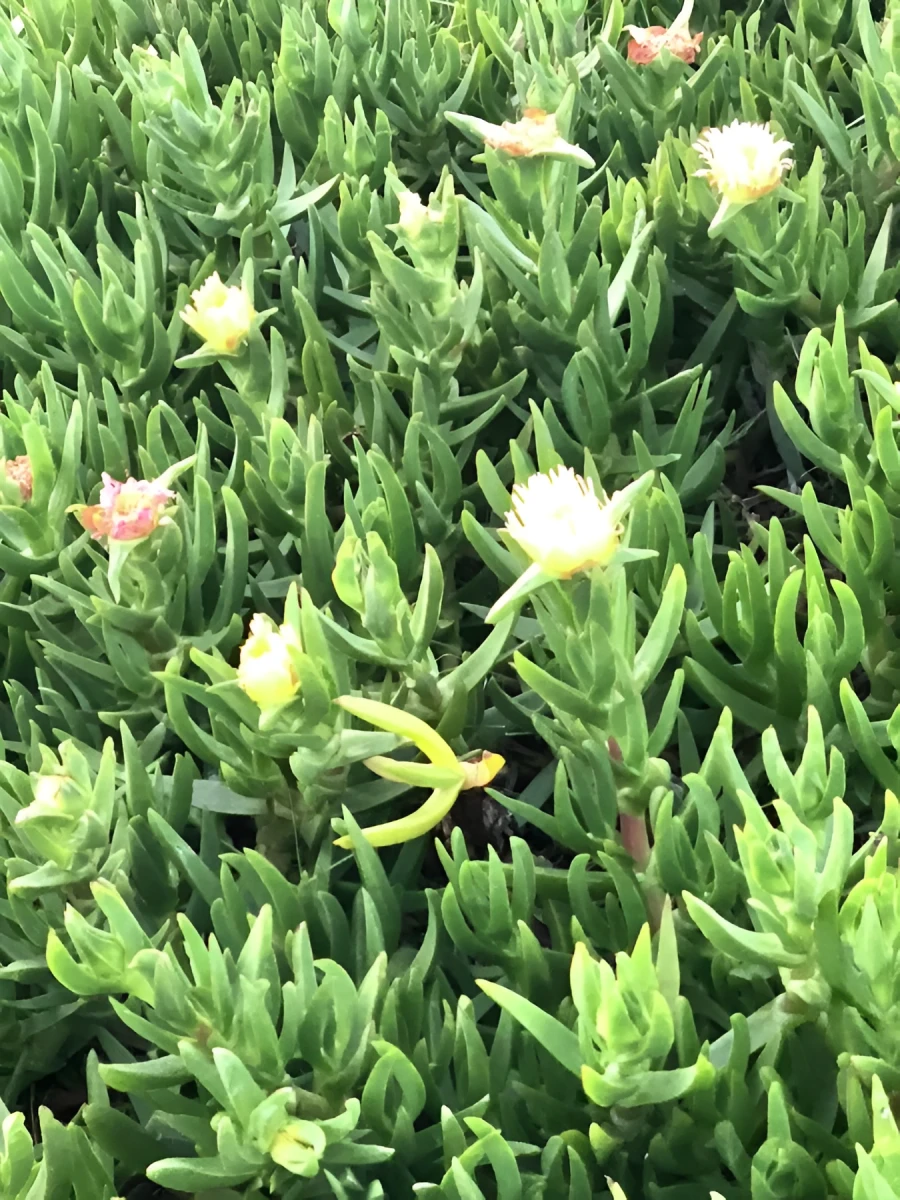 Rich Garden Flowers, Photograph - Photo by Dora Ybarra