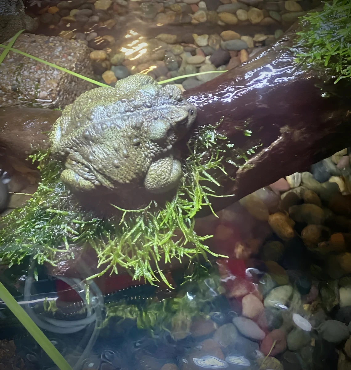 Shy Frog, Photograph - Photo by Dora Ybarra