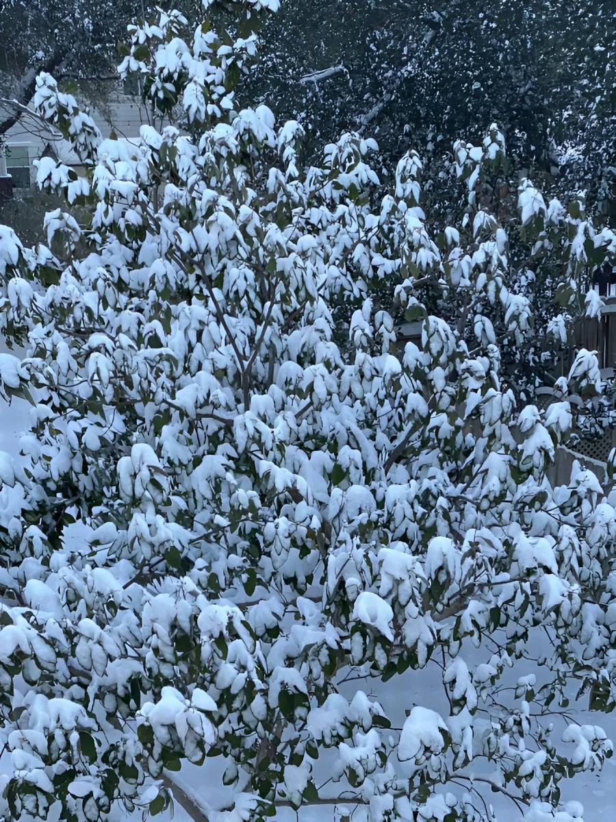 Snow Covered Olive Tree, Photograph - Photo by Dora Ybarra