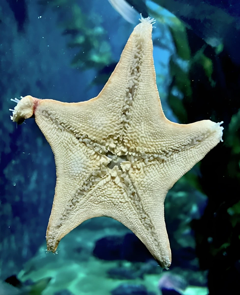 Starry Starry Fish, Photograph - Photo by Dora Ybarra