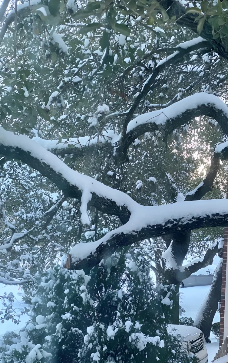 Strong Snow Covered Trees, Photograph - Photo by Dora Ybarra