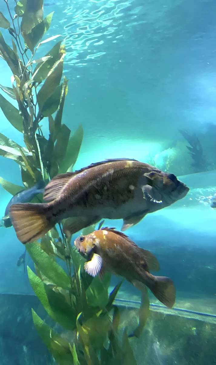 The Beauty of Sea Life, Photograph - Photo by Dora Ybarra