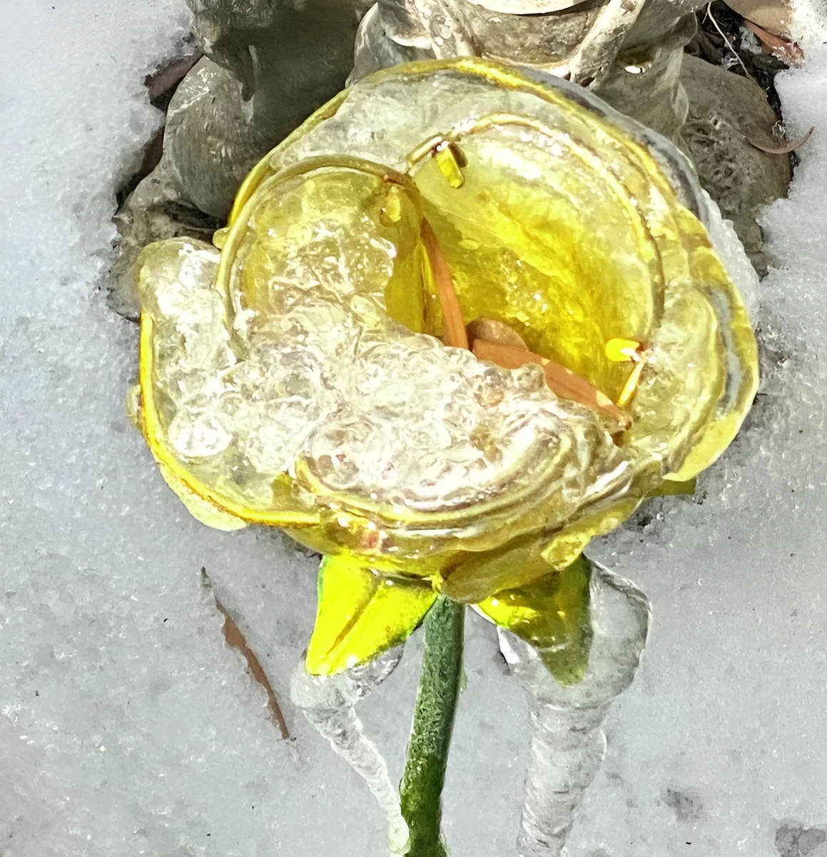 Yellow Iced Snow Rose, Photograph - Photo by Dora Ybarra